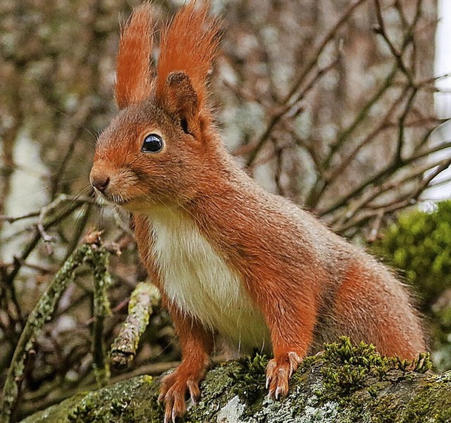 Eichhrnchen futtern viele Nsse.  | Foto: Thomas Warnack (dpa)