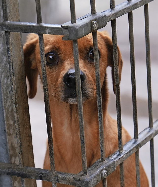 Im Tierheim in Freiburg warten viele Tiere auf ein liebevolles Zuhause.  | Foto: Nina Witwicki