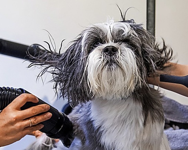 Ein Havaneser beim Friseur  | Foto: Daniel Bockwoldt