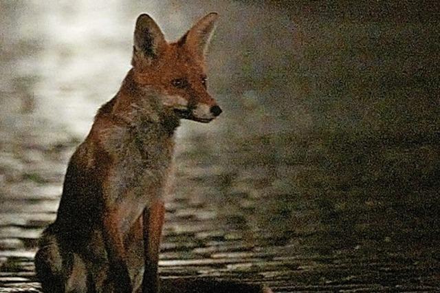 berraschung in der Nacht