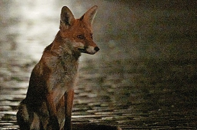 Ein Fuchs in der Nacht  | Foto: Annette Riedl