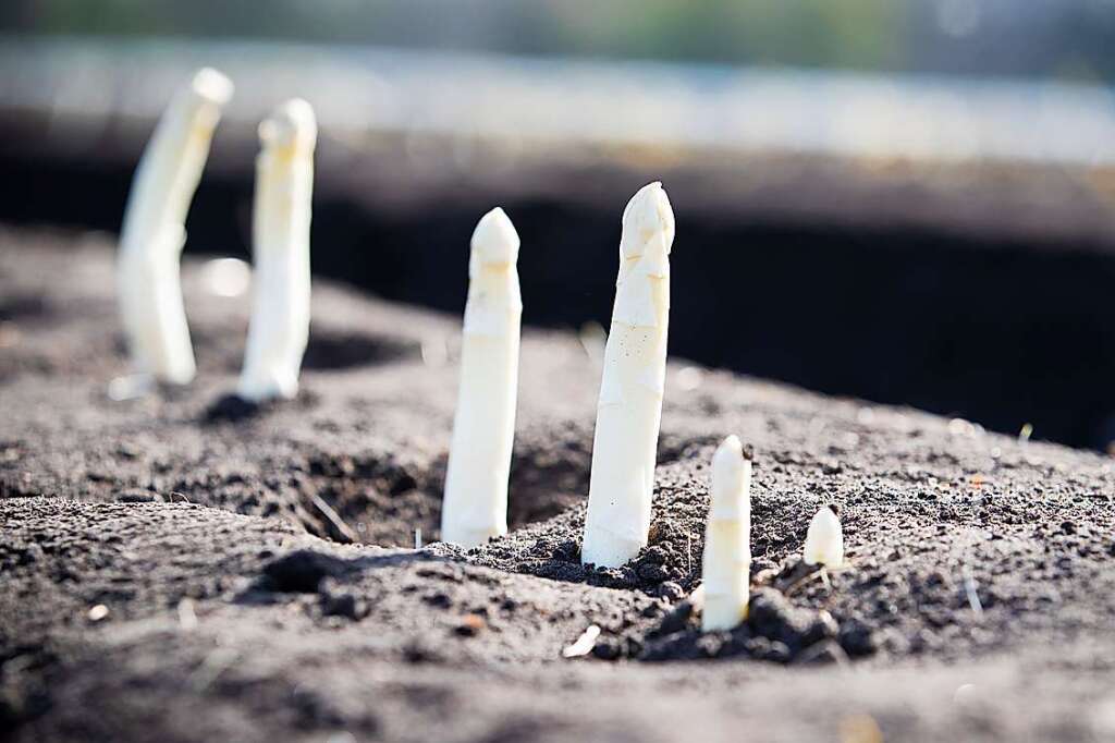 Was bei Kauf und Zubereitung von Spargel zu beachten ist - Gastronomie ...