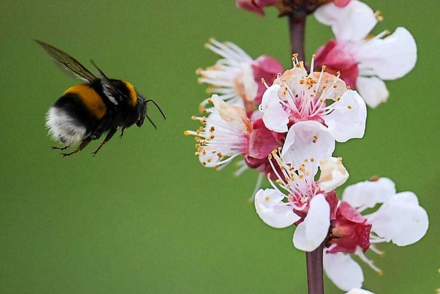 Eine Hummel fliegt auf eine Kirschblt... auch als das Bundesnaturschutzgesetz.  | Foto: Sebastian Gollnow (dpa)