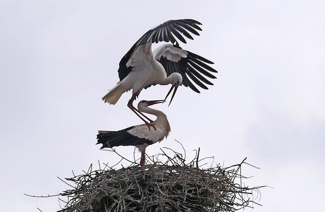 Der Storch aus Breisach und die Strch...en in Denzlingen ein Zuhause gefunden.  | Foto: Martin Neub