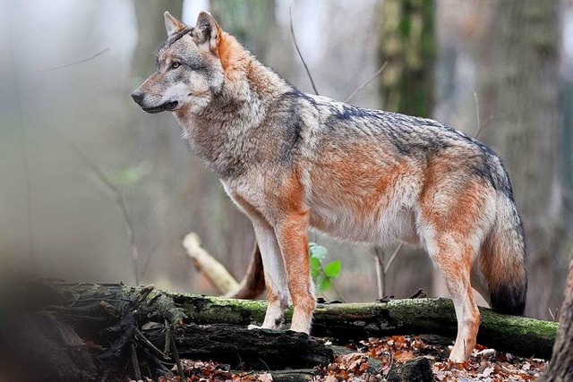 Ein europischer Grauwolf blickt in die Ferne.  | Foto: Ingo Wagner (dpa)