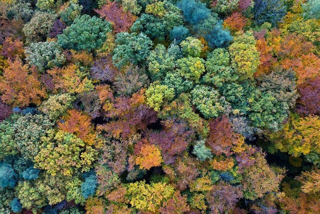 Kandern hat bereits  einen gesunden Mischwald, hier bei Egerten im Herbst.  | Foto: Thomas Schwab