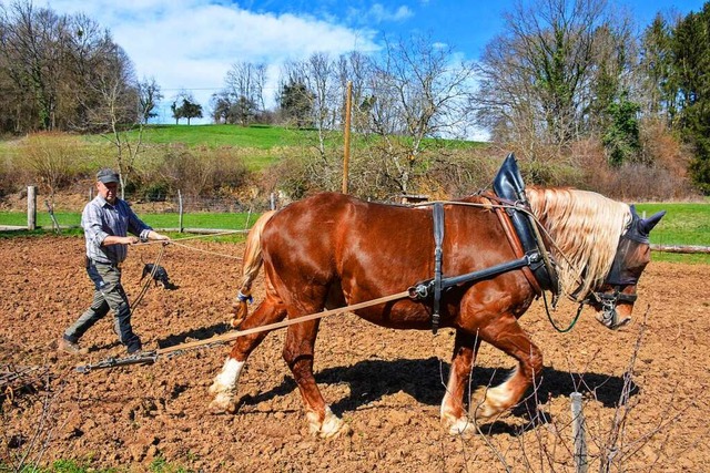 Landwirt Thomas Mayer setzt fr die Ar... die Untersttzung durch seine Pferde.  | Foto: Gabriele Hennicke