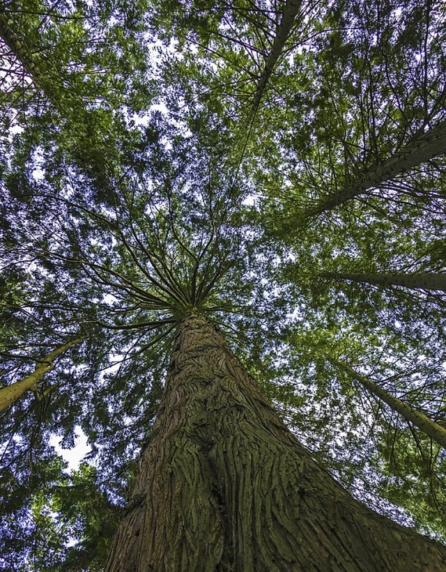 Douglasien kommen besser mit dem Klimawandel klar als Fichten.  | Foto: HeiSpa (stock.adobe.com)