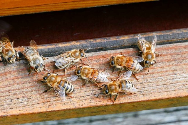 Viel los am Eingang zum Bienenstock  | Foto: Tanja Bury