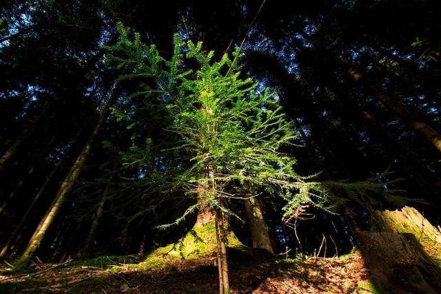 Die Erhaltung des Waldes hat nun oberste Priorität in Simonswald