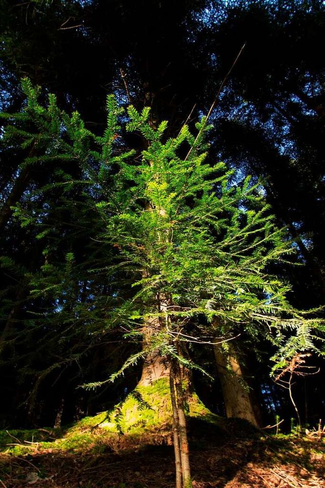 Ein Baum wchst nach.  | Foto: Patrik Mller