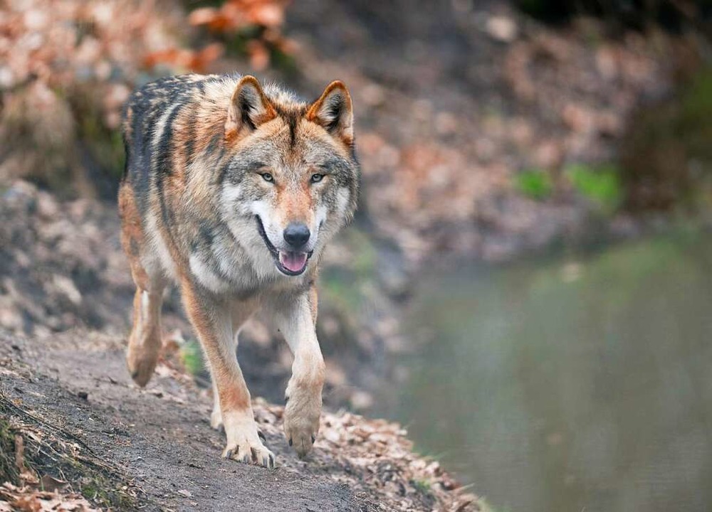 Drei Rüden und ein Wolfsweibchen sind ...mmt aus einem hessischen Wolfszentrum.  | Foto: Boris Roessler