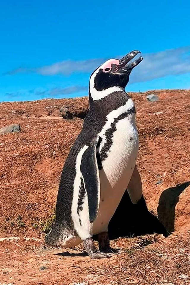 Ein Magellanpinguin in Chile, diese Ar..., Sdchile und auf den Falklandinseln.  | Foto: Privat