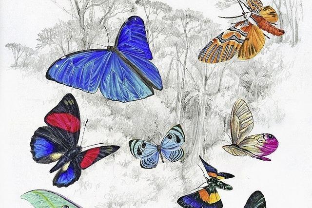 Das Museum im Haus Löwenberg zeigt in der Ausstellung Schmetterlinge Fotografien und Zeichnungen