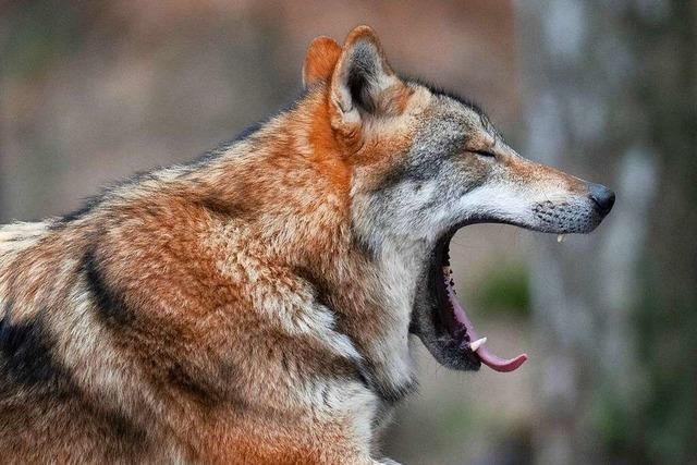 Was Landwirte im Hochschwarzwald vom Schutzkonzept gegen Wolfsangriffe halten