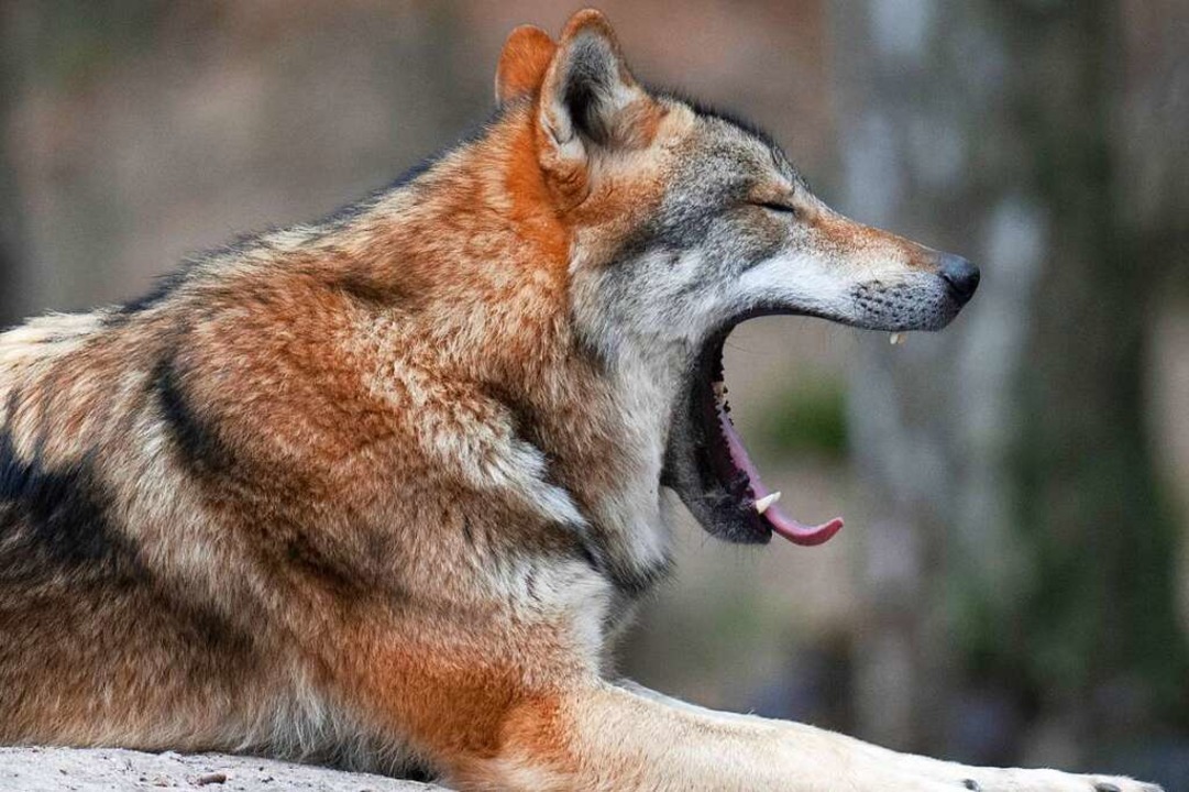 Ein Wolf in einem Gehege  | Foto: Boris Roessler (dpa)