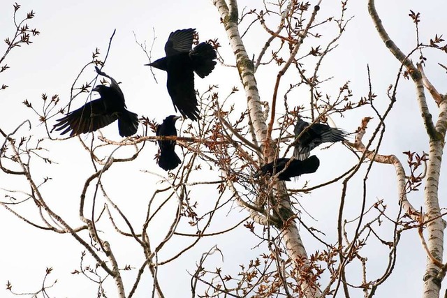 Saatkrhen am Rande des Kurparks von Bad Krozingen  | Foto: Frank Schoch