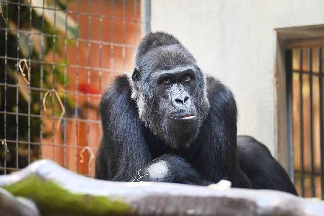 Gorilla-Weibchen Faddama ist im Alter von 40 Jahren im Basler Zoo gestorben