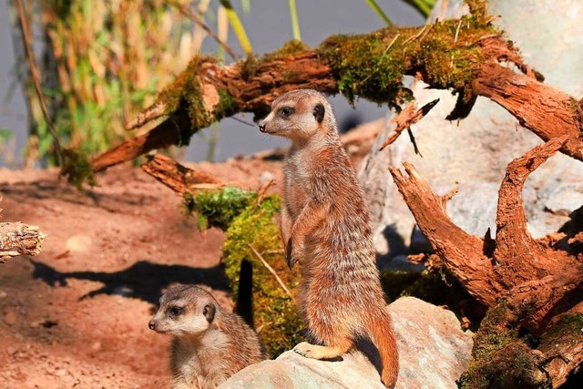 Die Erdmnnchen im Vogelpark erwarten Nachwuchs  | Foto: Vogelpark Steinen