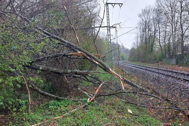 Baum stürzt auf Oberleitung in Freiburg – Höllentalbahn gesperrt