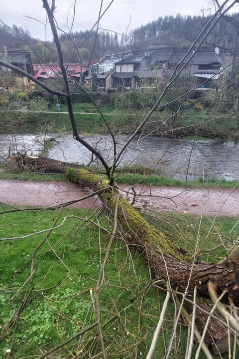 Am Radweg entlang der Dreisam lag ebenfalls ein entwurzelter Baum.  | Foto: Max Schuler