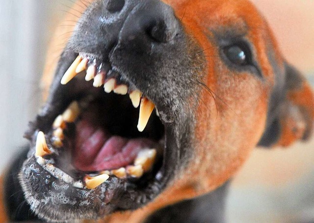 Eine Frau wurde wegen ihres Hundes vom...er Geldstrafe verurteilt. (Symbolbild)  | Foto: Soeren Stache (dpa)