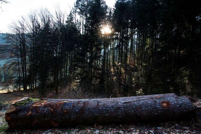 Förster: Privatwaldbesitzer im Elztal denken in Sachen Klimawandel um