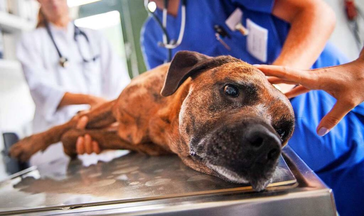 Tierärzte kümmern sich um kranke und verletzte Tiere.  | Foto: Zacharie Scheurer (dpa)