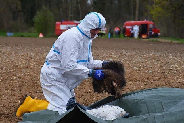 Einsatzkräfte wappnen sich für Ausbruch der Schweinepest im Kreis Breisgau-Hochschwarzwald