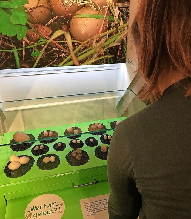 Antworten auf Fragen rund ums Thema Ei gibt es im Museum.  | Foto: Valerie Schoenenberg/Museum im Ritterhaus