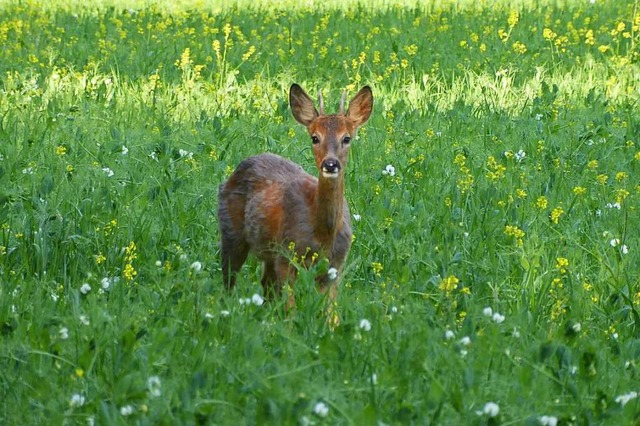 Rehe wissen genau,  wo sich Besucher im Landschaftspark blicherweise aufhalten.  | Foto: Rangerdienst Landschaftspark Wiese.