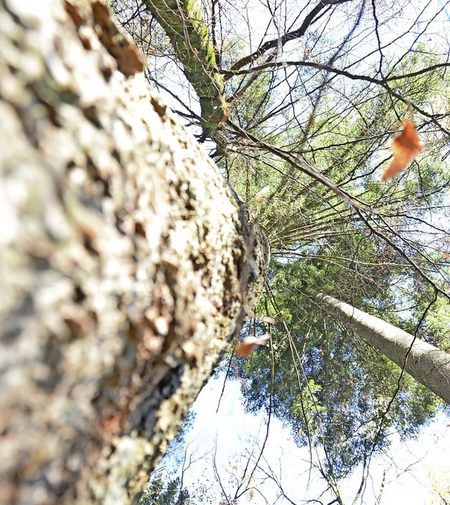 Die Douglasie ist einer der Bausteine beim Umbau des heimischen Waldes.  | Foto: Moritz Lehmann