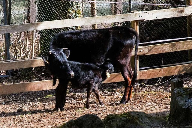 Die Dahomey-Zwergrinder haben Nachwuchs.  | Foto: Gabriele Zahn