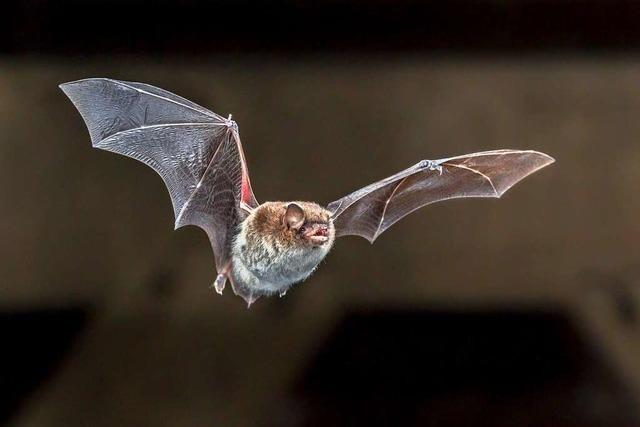 In Schnau werden Straenlampen umgerstet – zum Schutz lichtempfindlicher Fledermuse