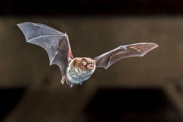 Die lichtempfindliche Fledermausart Ma...en Erhalt soll nun etwas getan werden.  | Foto: Rudmer Zwerver