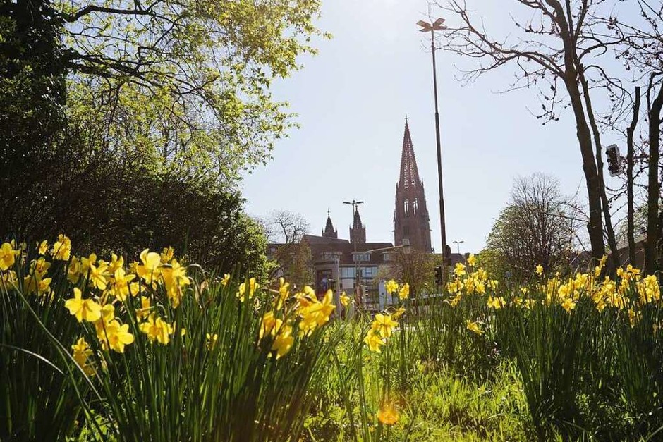 Im Freiburger Stadtgarten sind die ersten Osterglocken mit Blick auf das Münster zu finden. (Foto: Christina Rehm) Im Freiburger Stadtgarten sind die ersten Osterglocken mit Blick auf das Münster zu finden. (Foto: Christina Rehm)