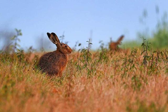 Toter Hase in Kndringen hatte die Hasenpest