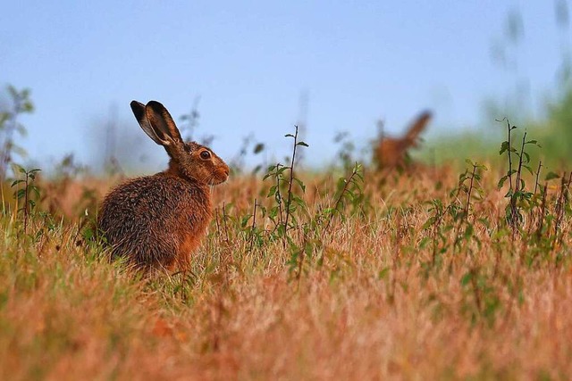 Bei einem toten Feldhasen in Kndringe...Hasenpest diagnostiziert (Symbolbild).  | Foto: Karl-Josef Hildenbrand (dpa)