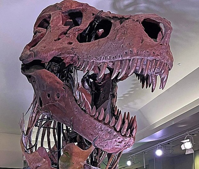 Tyrannosaurus rex  | Foto: KATE GOLEMBIEWSKI (AFP)