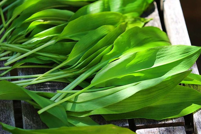 Brlauch ist auch als Waldknoblauch be... die ihm zum Verwechseln hnlich sind.  | Foto: Karl-Josef Hildenbrand (dpa)