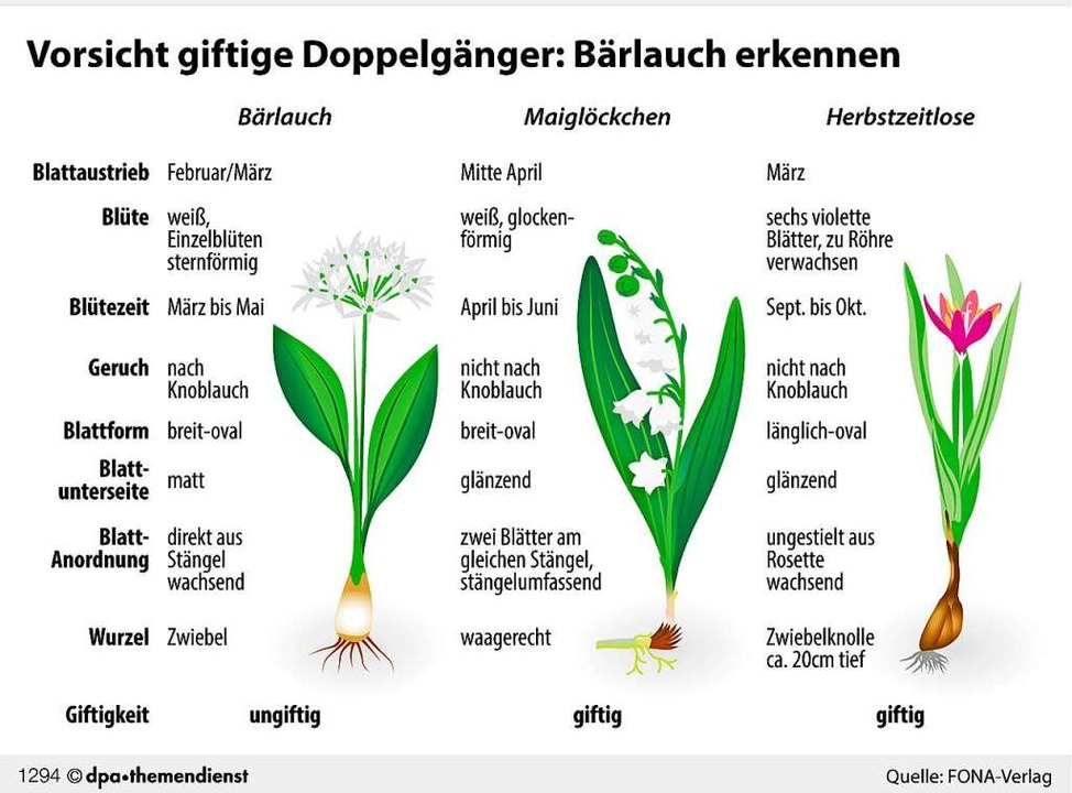 Bärlauch oder Giftpflanze? Was bei der Unterscheidung hilft ...
