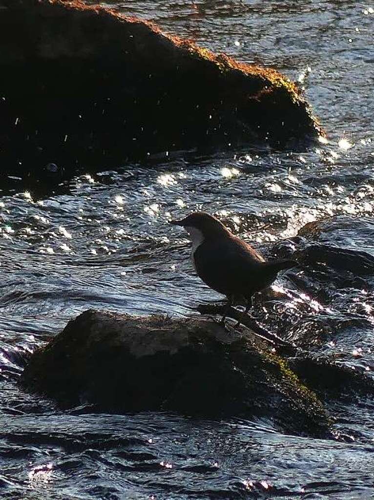 Eine Wasseramsel am Bleichbach