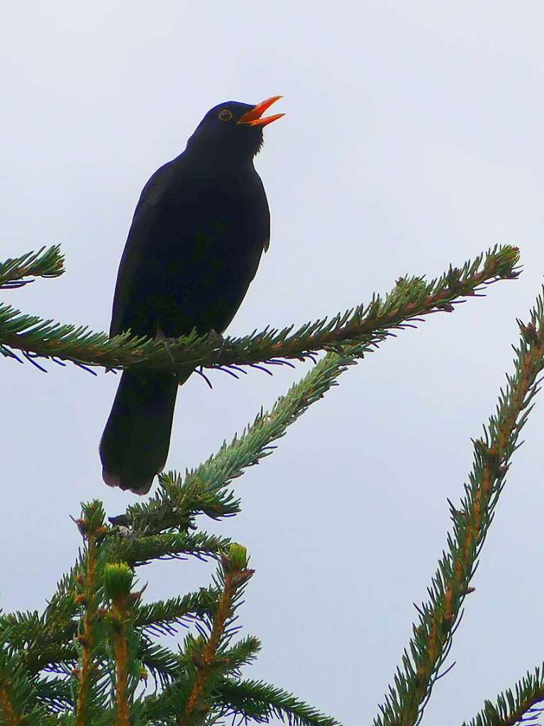 Eine Amsel singt morgens im Garten.