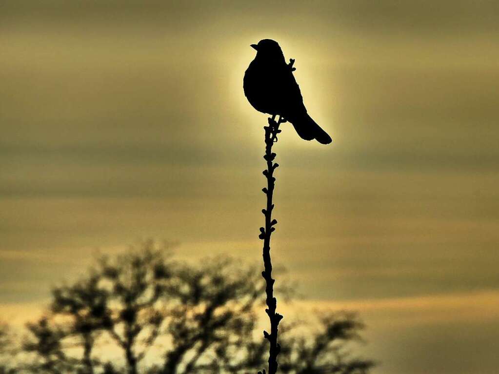 Wie ein Scherenschnitt wirkt das Bild dieser Amsel