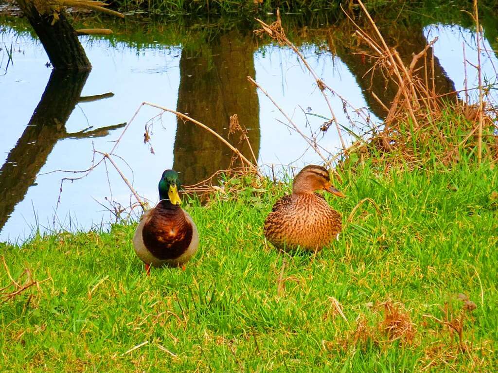 Enten am Kanal zwischen Riegel und Kndringen