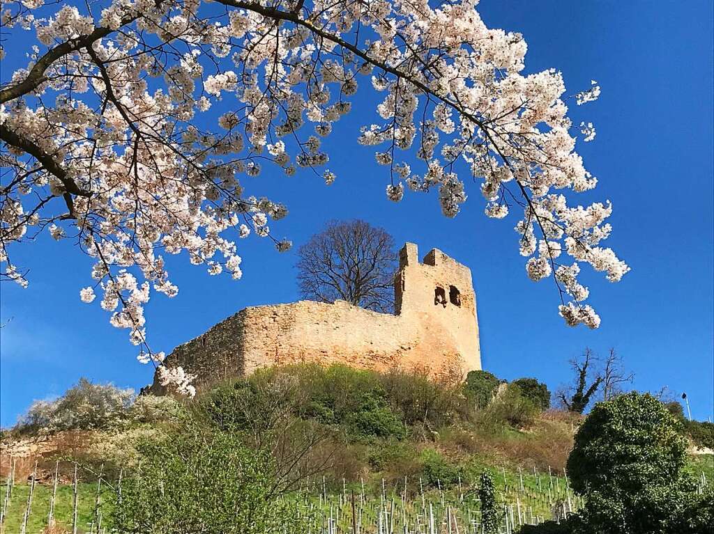 Die Burg Lichteneck im Frhlingslook