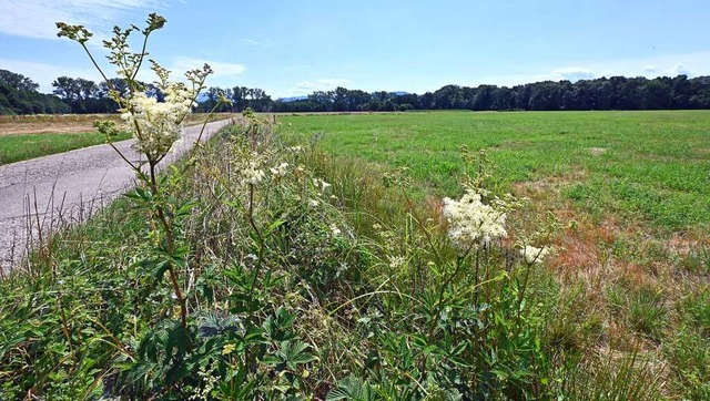 Spazieren kann man im Naturschutzgebie...ntigen Rcksicht auf Flora und Fauna.  | Foto: Michael Bamberger