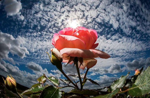 Rosen sind eine Zierde fr den Garten.   | Foto: Frank Rumpenhorst