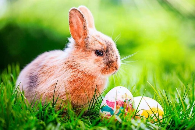 Im Kindergarten glauben viele Jungen und Mdchen noch an den Osterhasen.  | Foto: drubig-photo  (stock.adobe.com)