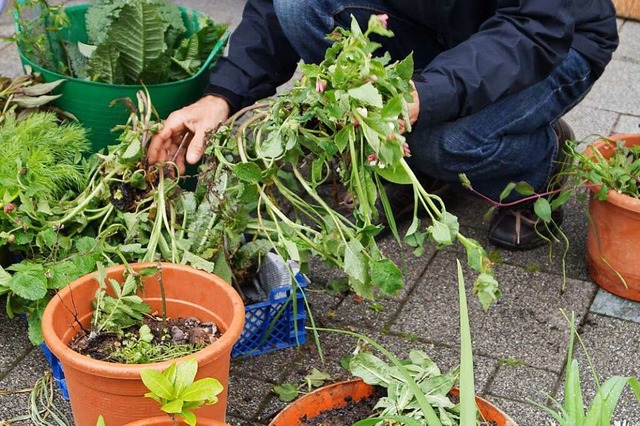 Fr jeden Boden, jede Gartenecke gab es etwas im Angebot.  | Foto: Silke Hartenstein